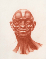 Anatomical Study, Head Study 1